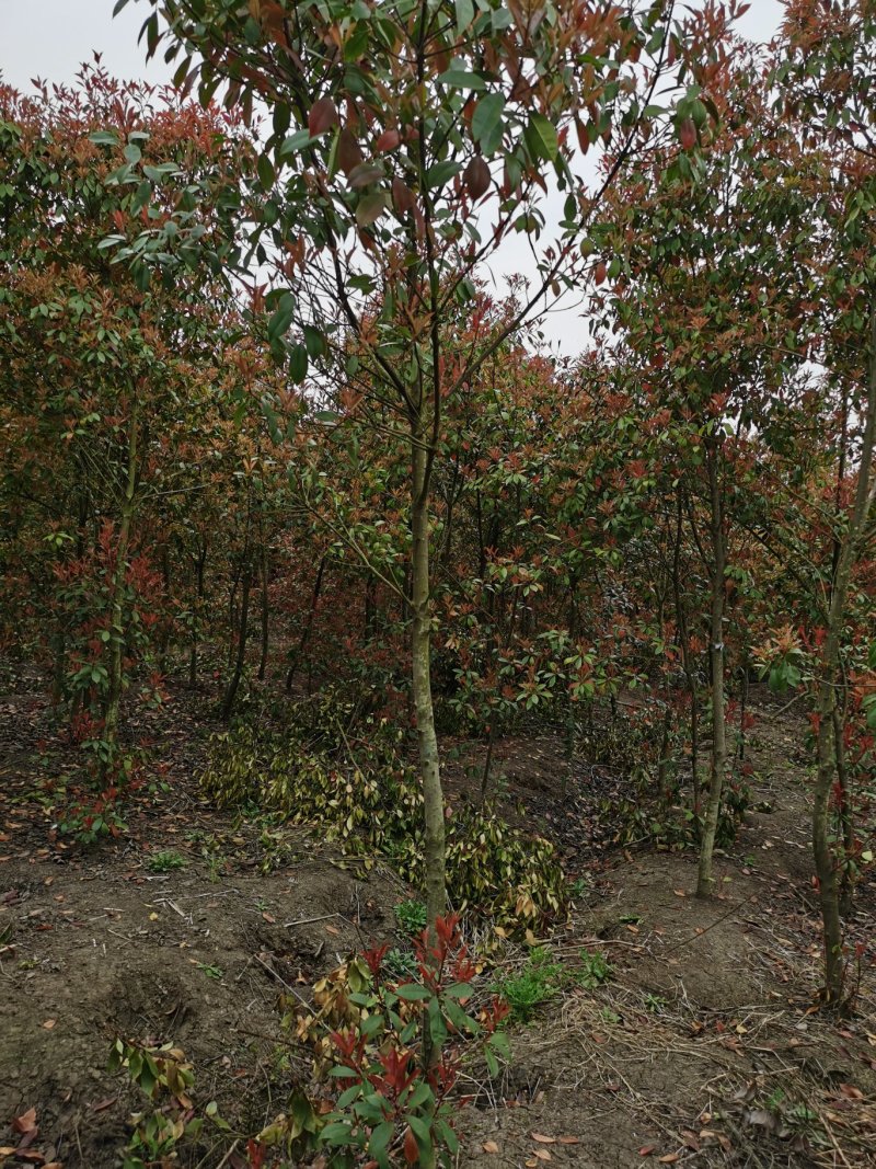 塔柏1米，2米塔柏，塔柏3米高，塔柏价格