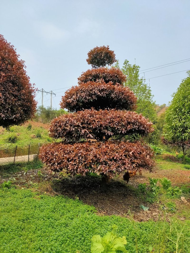 造型红叶石楠别墅庭院种植园林绿化工程用苗常绿植物