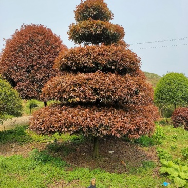 造型红叶石楠别墅庭院种植园林绿化工程用苗常绿植物