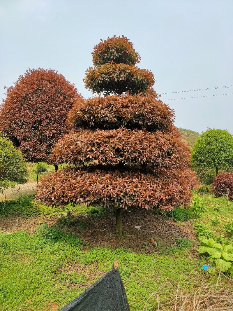 造型红叶石楠别墅庭院种植园林绿化工程用苗常绿植物