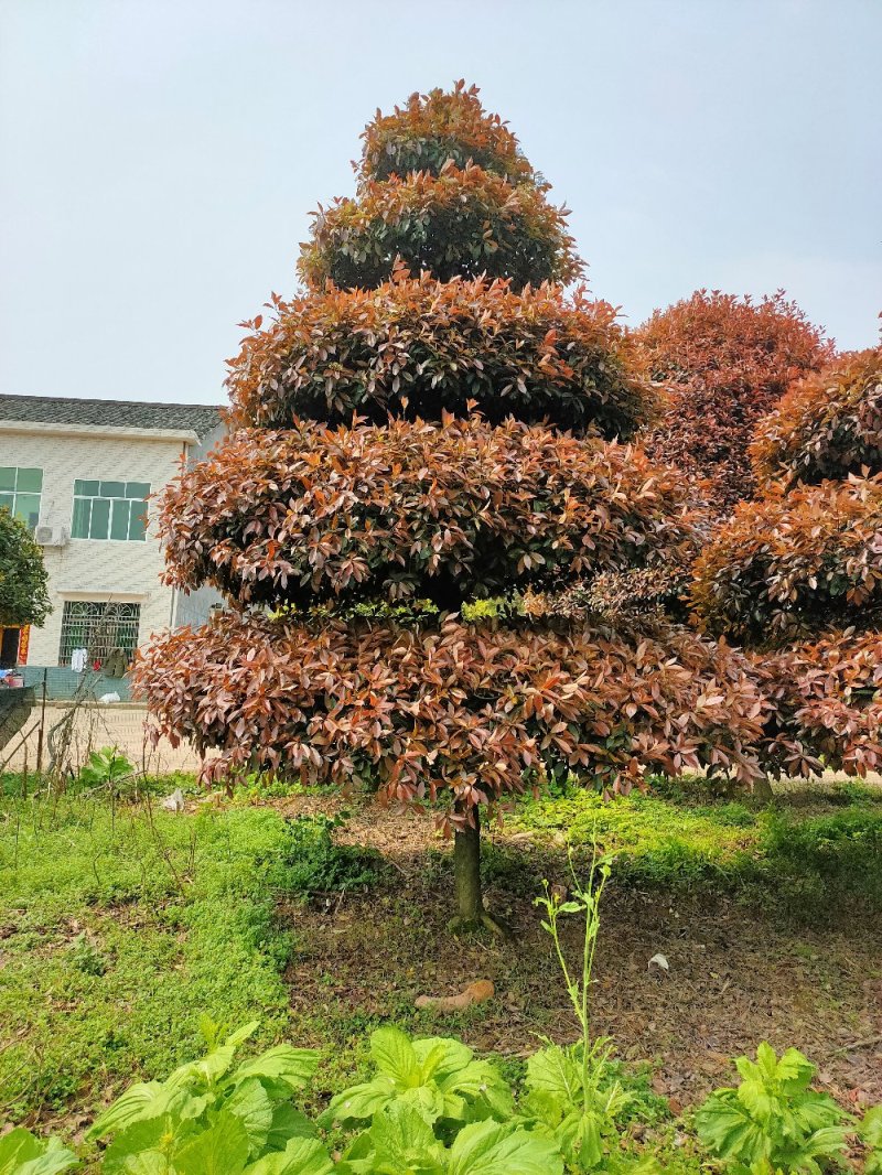 造型红叶石楠别墅庭院种植园林绿化工程用苗常绿植物