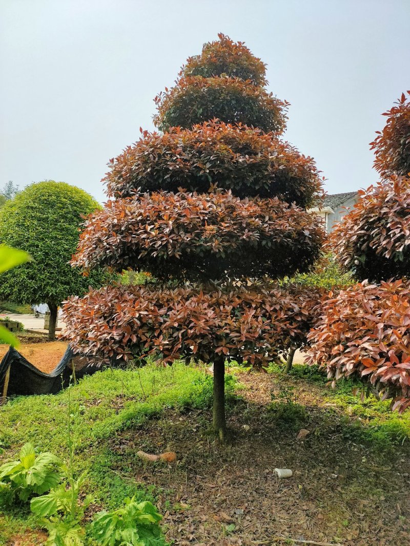 造型红叶石楠别墅庭院种植园林绿化工程用苗常绿植物