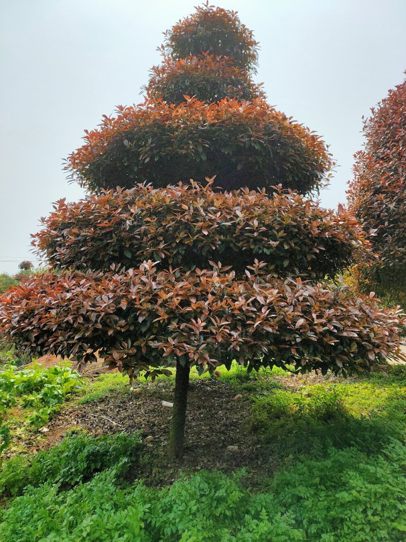 造型红叶石楠别墅庭院种植园林绿化工程用苗常绿植物