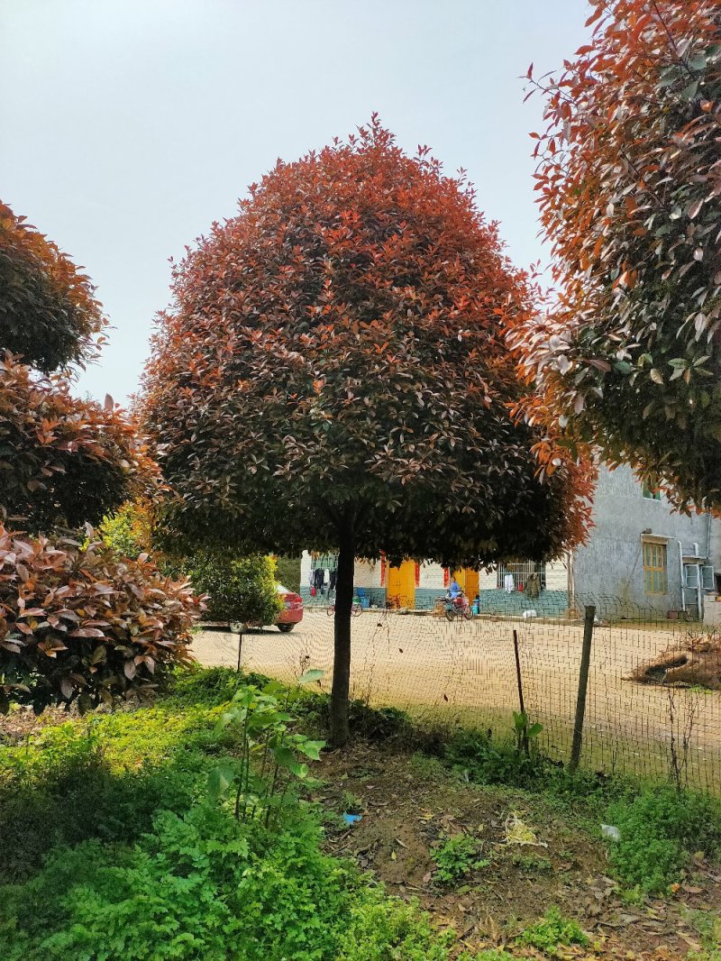 造型红叶石楠别墅庭院种植园林绿化工程用苗常绿植物