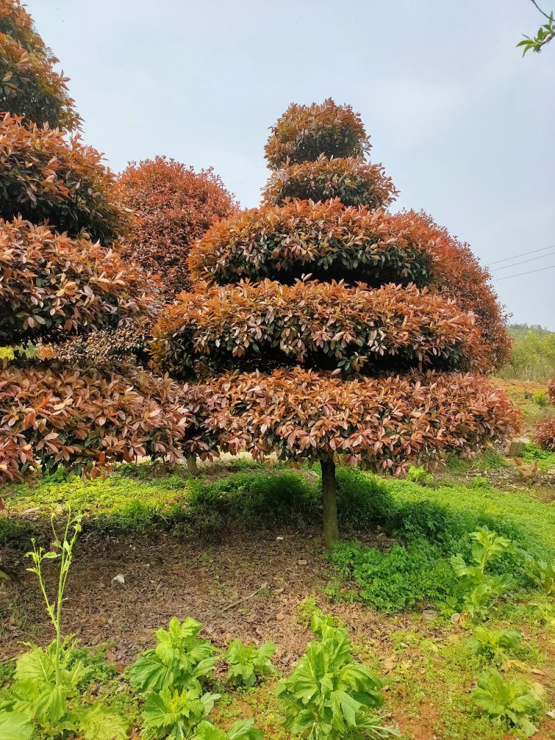 造型红叶石楠别墅庭院种植园林绿化工程用苗常绿植物