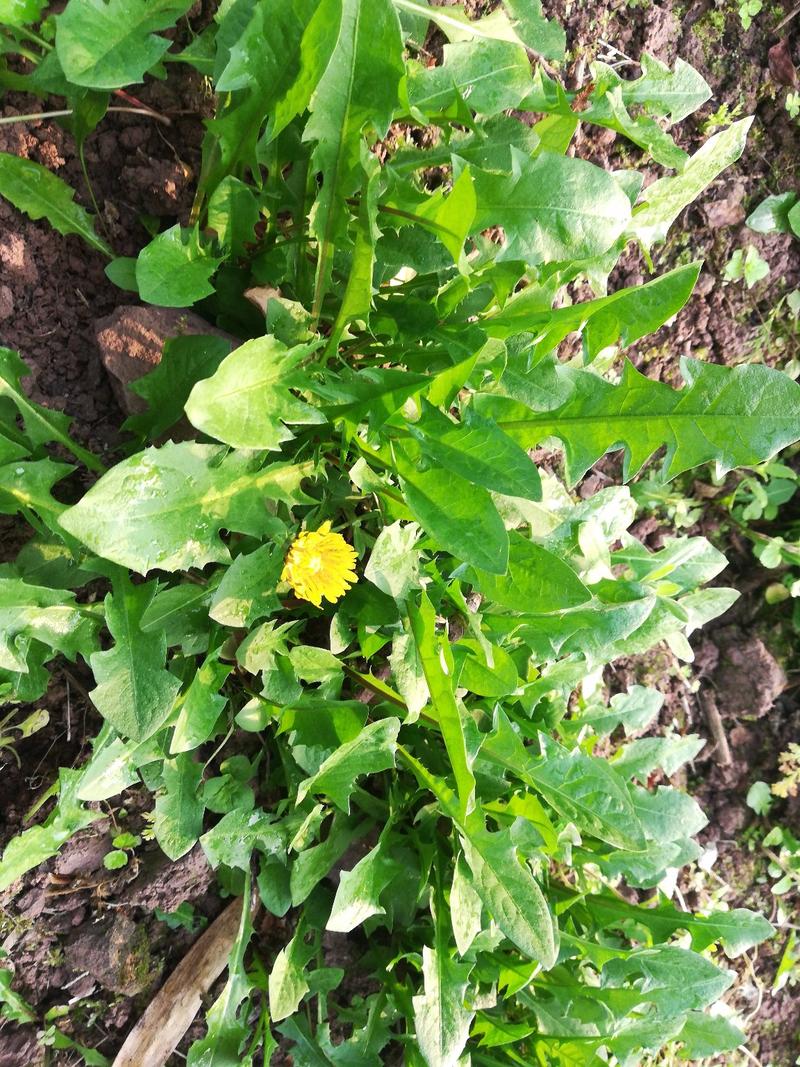 新鲜现挖蒲公英蔬菜春季野菜