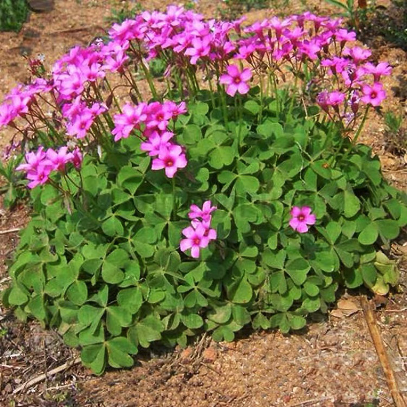 红花酢浆草种球幸运三叶草多年生根盆栽庭院花卉观花