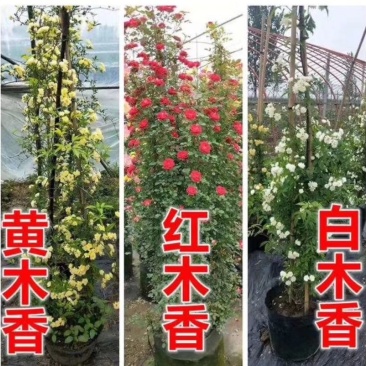 自产自销爬藤类红花木香黄花木香白花木香包邮量大优惠