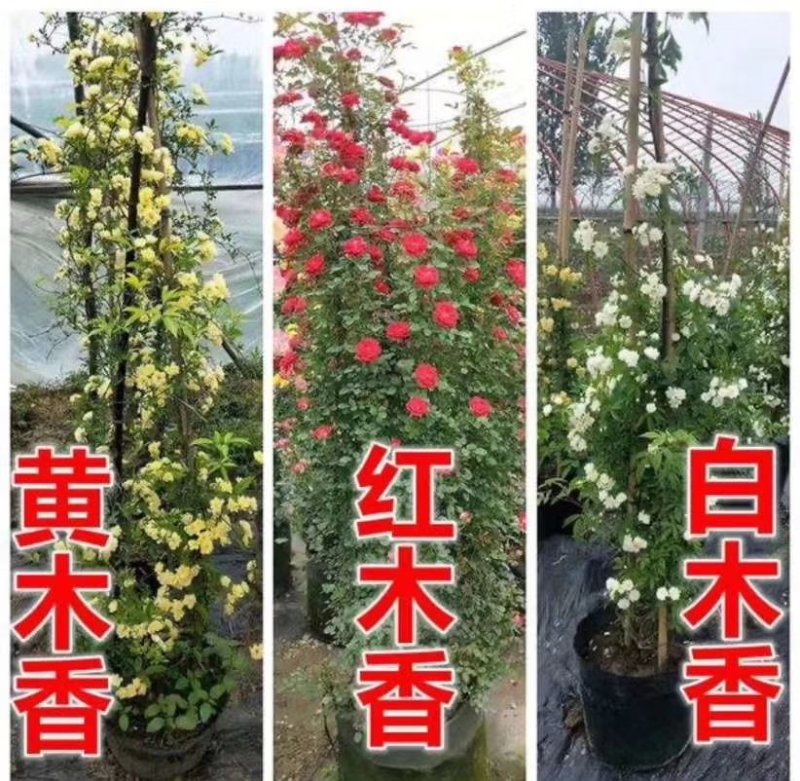 自产自销爬藤类红花木香黄花木香白花木香包邮量大优惠