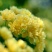 自产自销爬藤类红花木香黄花木香白花木香包邮量大优惠