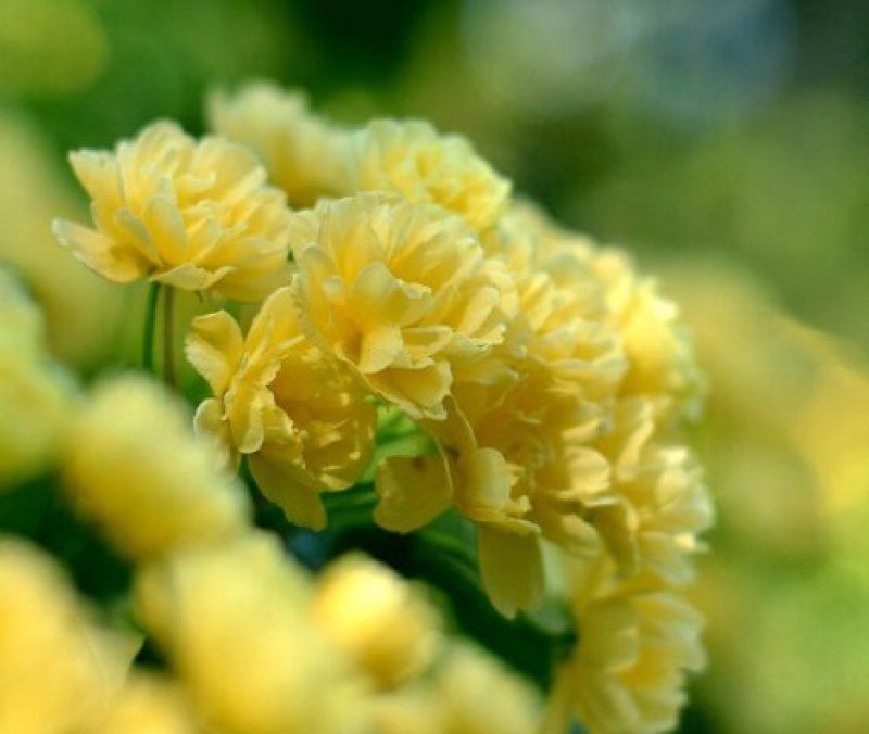 自产自销爬藤类红花木香黄花木香白花木香包邮量大优惠