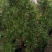 自产自销爬藤类红花木香黄花木香白花木香包邮量大优惠