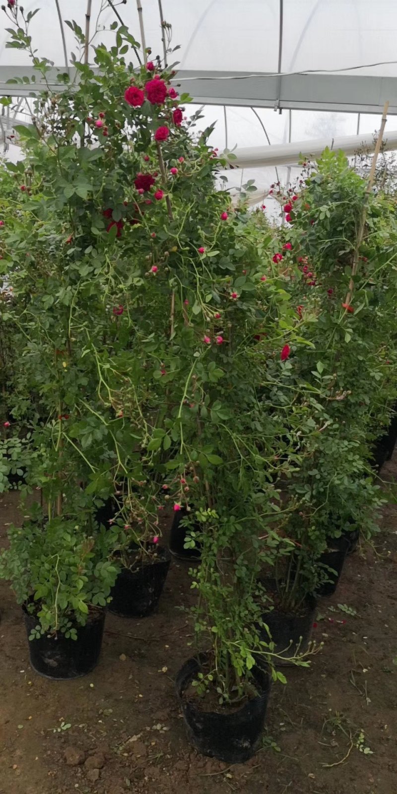 自产自销爬藤类红花木香黄花木香白花木香包邮量大优惠