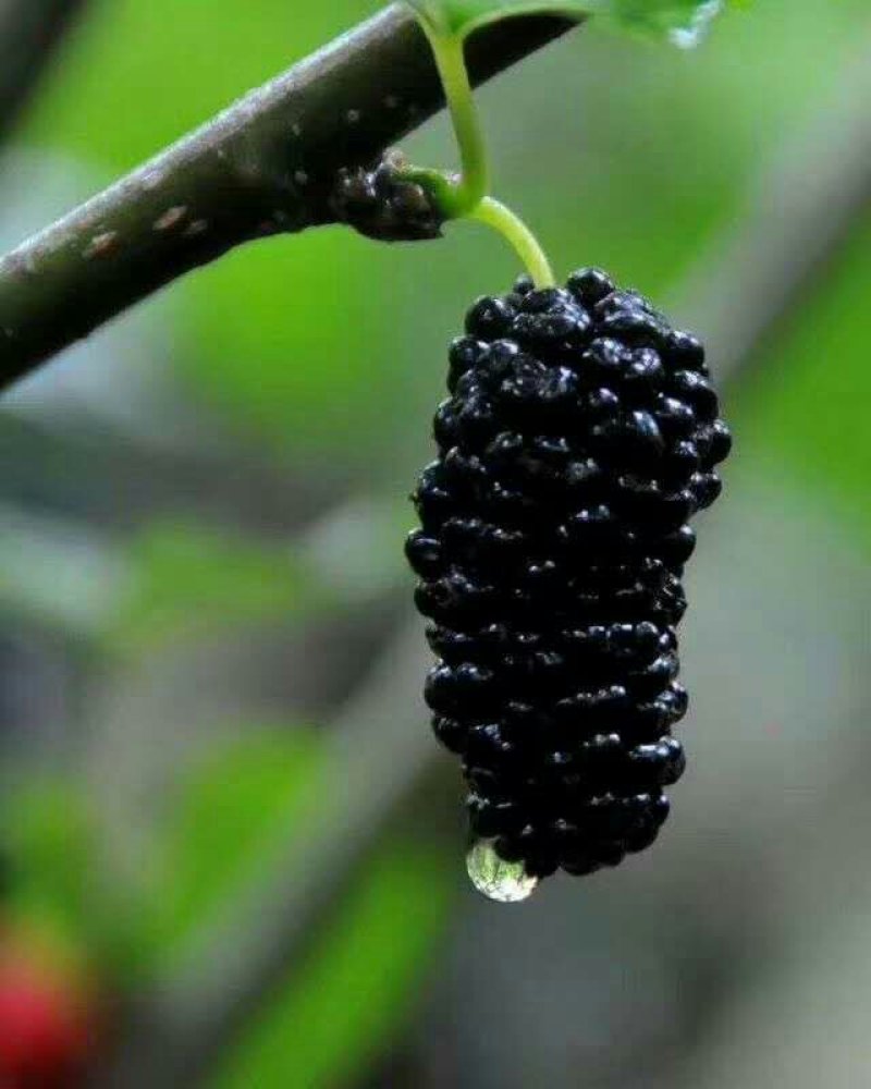 黑珍珠桑椹苗包对版包技术指导，当年种植当年结果