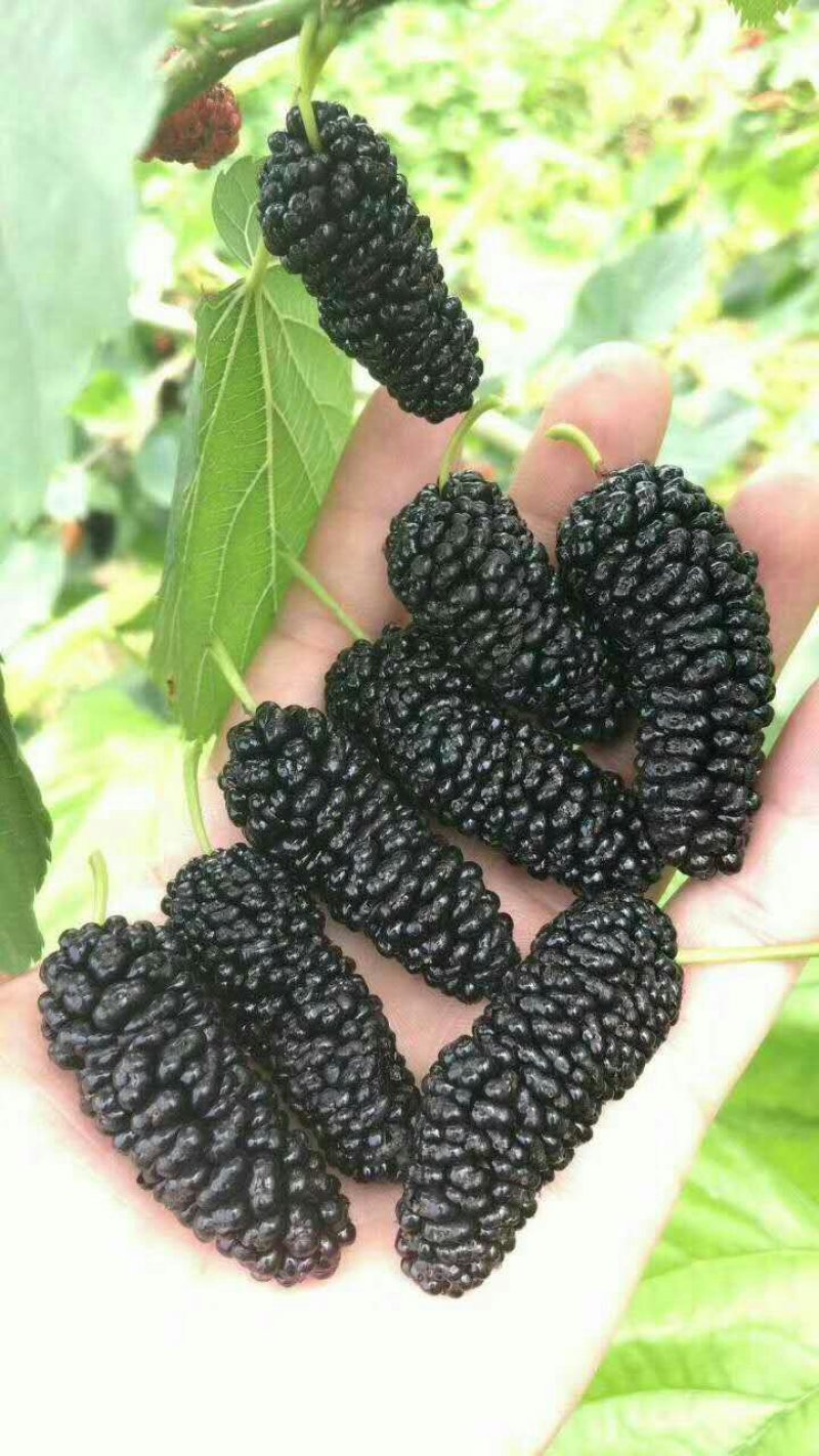 常年出售黑珍珠桑椹苗货源充足质量保证，包种植技术