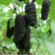 常年出售黑珍珠桑椹苗货源充足质量保证，包种植技术