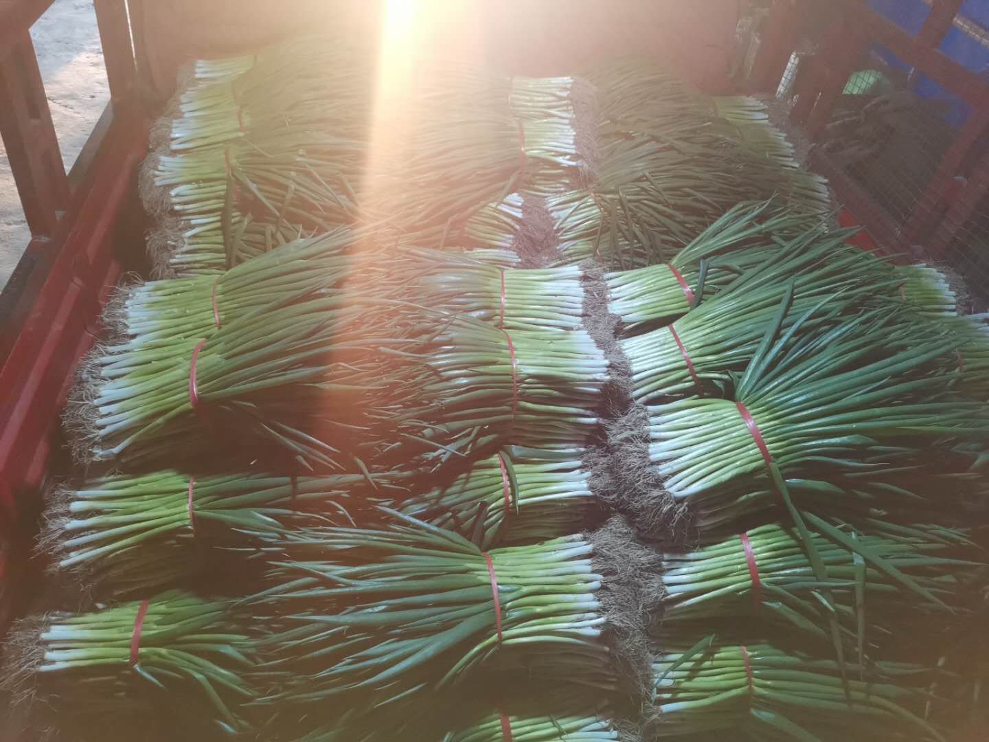 金黄一号洋葱在市场销售场景