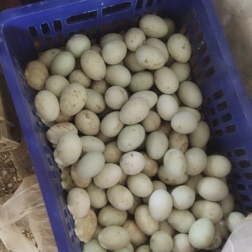 小施养殖场批发有优惠合作共赢