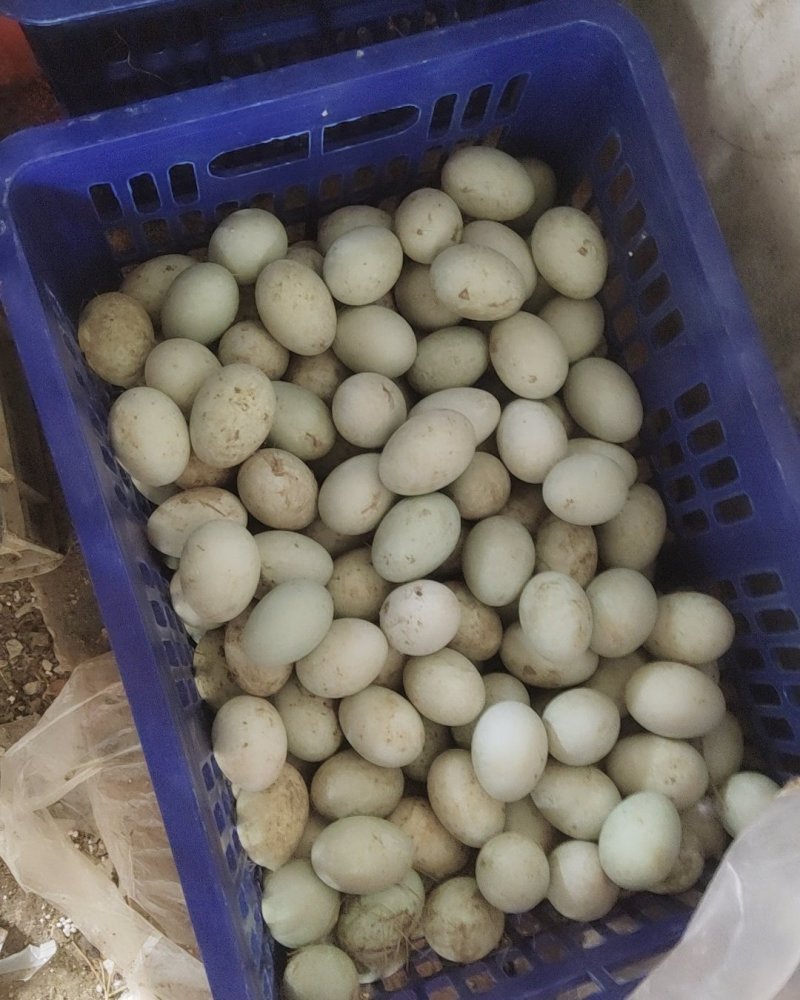 小施养殖场批发有优惠合作共赢