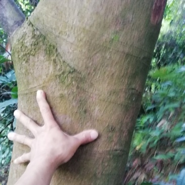 肉桂