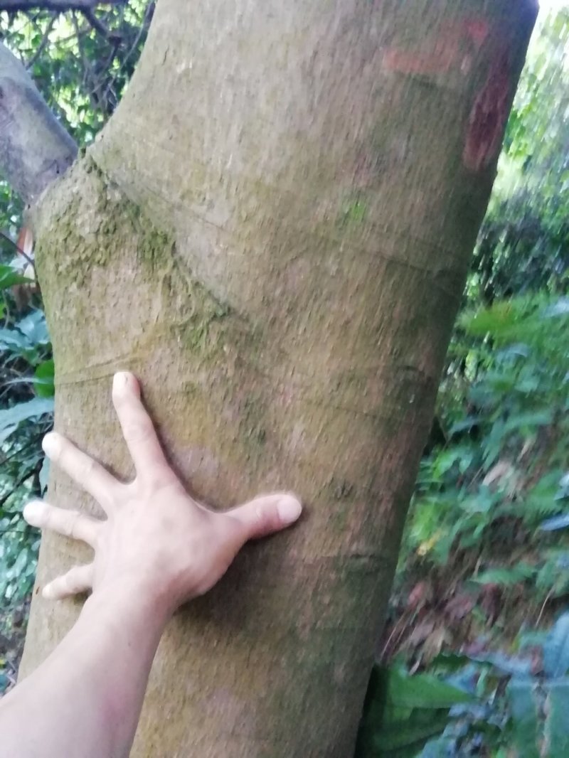 肉桂