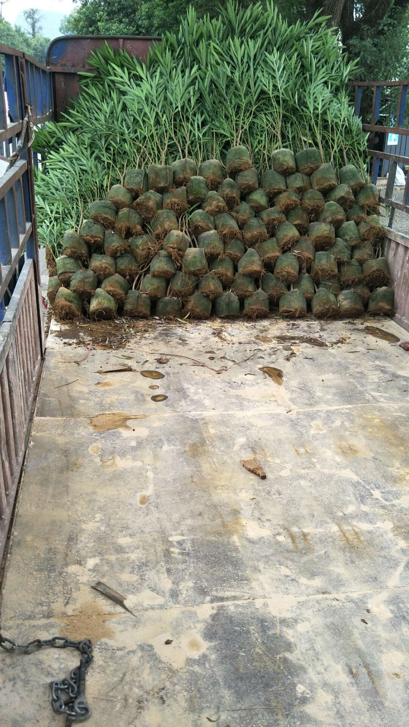 夹竹桃自家育苗基地品种纯正价格优惠品质保证
