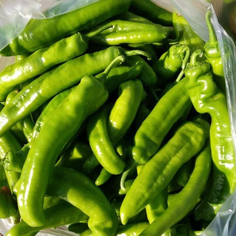 青尖椒，量大者长期合作的朋友提前联系！产地发货，代发全国