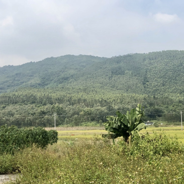 快速林，广州9号桉树