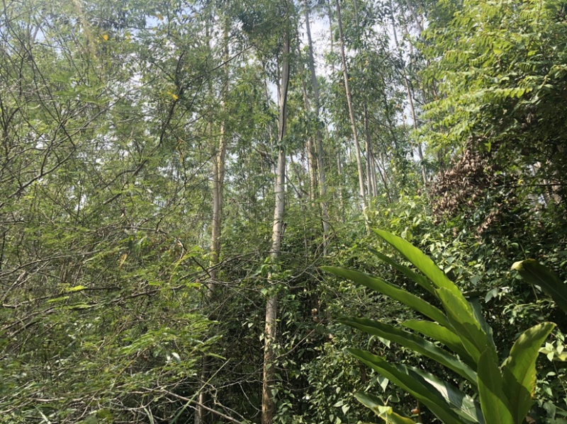 快速林，广州9号桉树