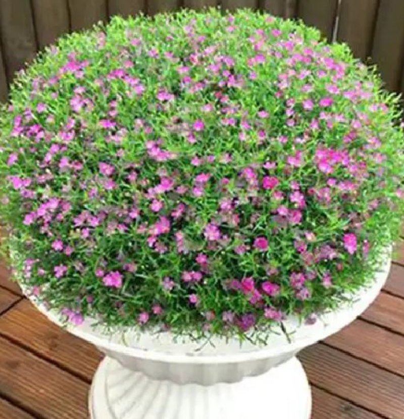 满天星种子花种子四季易活花草室内花种盆栽种子观花卉植物花