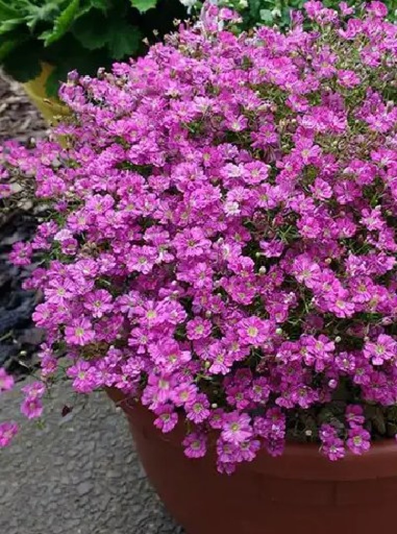 满天星种子花种子四季易活花草室内花种盆栽种子观花卉植物花