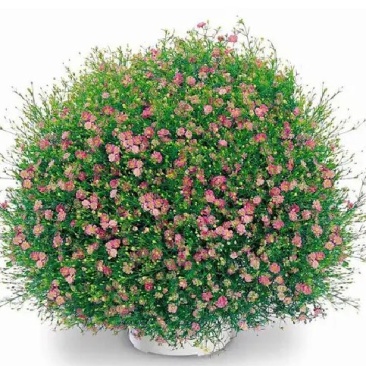 满天星种子花种子四季易活花草室内花种盆栽种子观花卉植物花