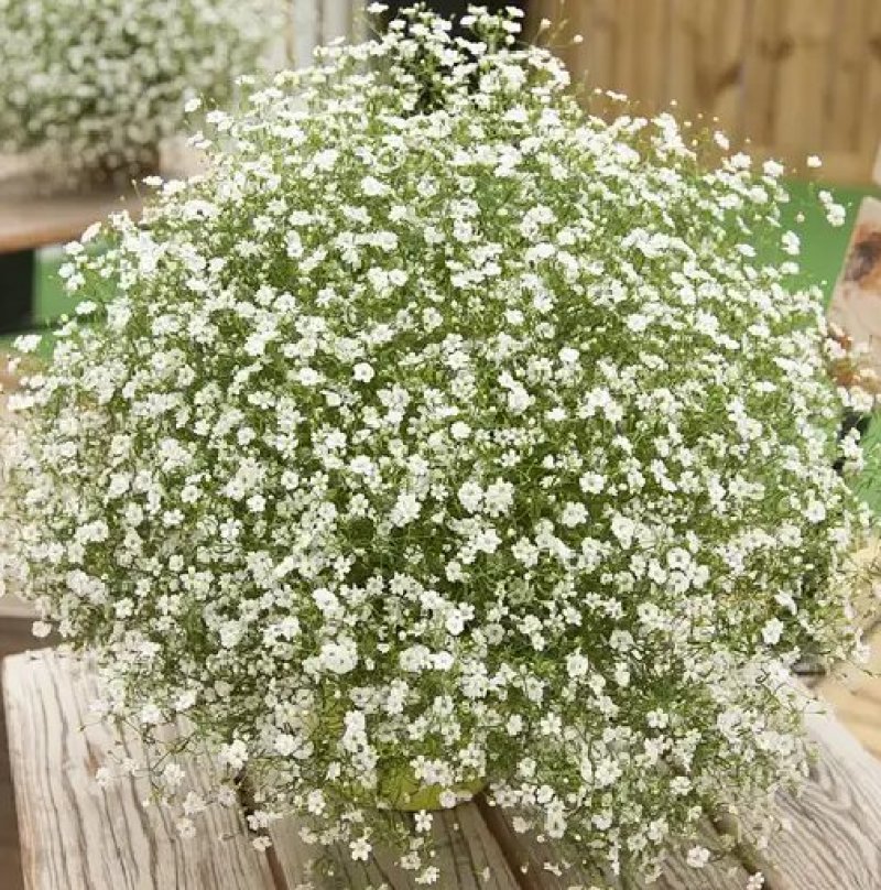 满天星种子花种子四季易活花草室内花种盆栽种子观花卉植物花