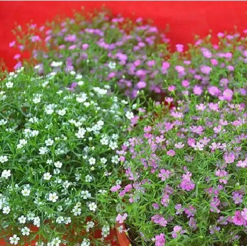 满天星种子花种子四季易活花草室内花种盆栽种子观花卉植物花