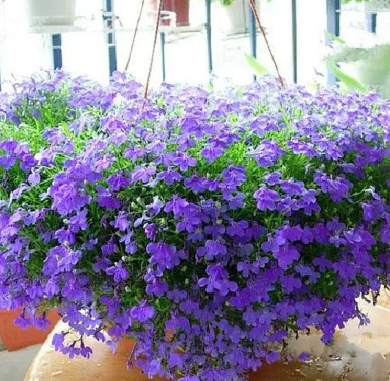 满天星种子花种子四季易活花草室内花种盆栽种子观花卉植物花