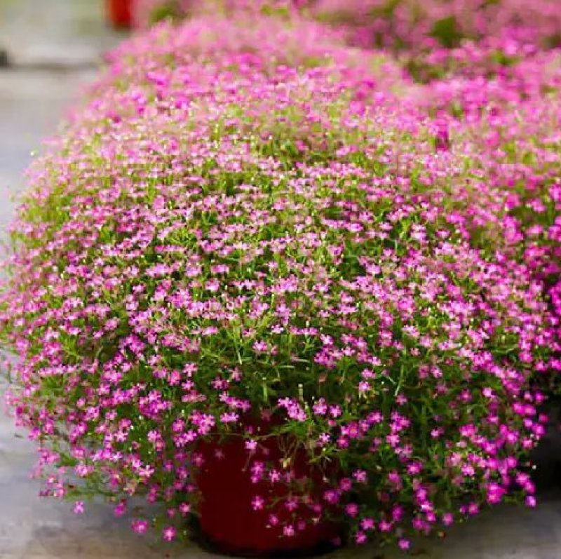 满天星种子花种子四季易活花草室内花种盆栽种子观花卉植物花