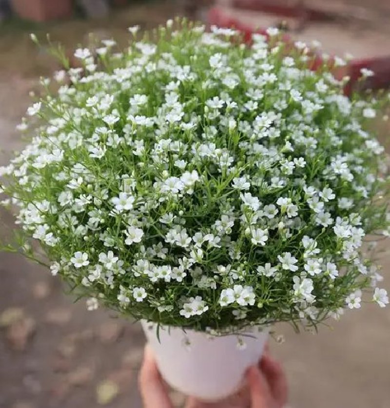 满天星种子花种子四季易活花草室内花种盆栽种子观花卉植物花