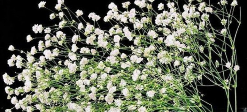 满天星种子花种子四季易活花草室内花种盆栽种子观花卉植物花