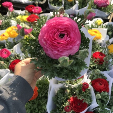 芹叶牡丹精品大量出货青州基地