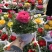 芹叶牡丹精品大量出货青州基地