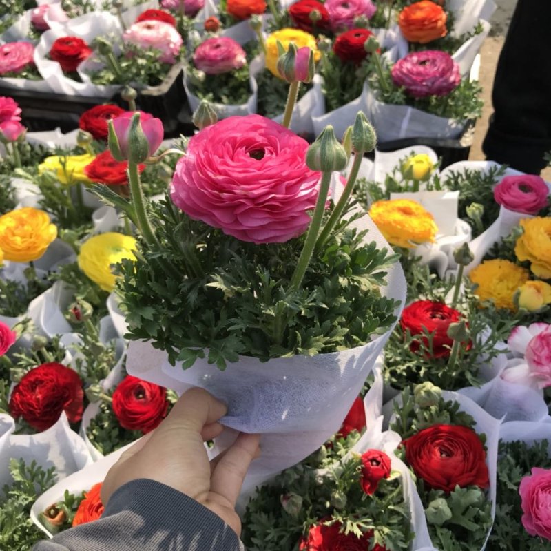 芹叶牡丹精品大量出货青州基地