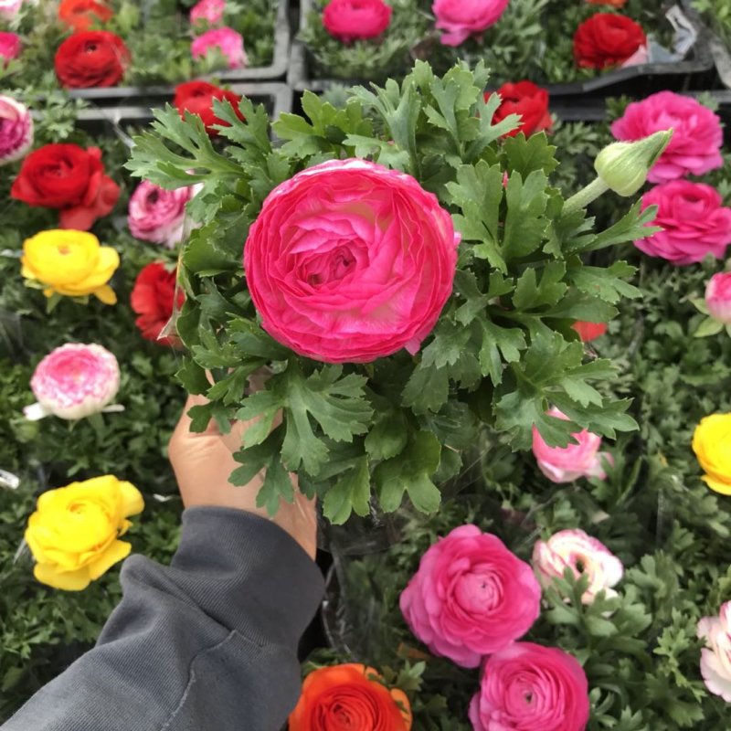 芹叶牡丹精品大量出货青州基地