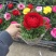 芹叶牡丹精品大量出货青州基地