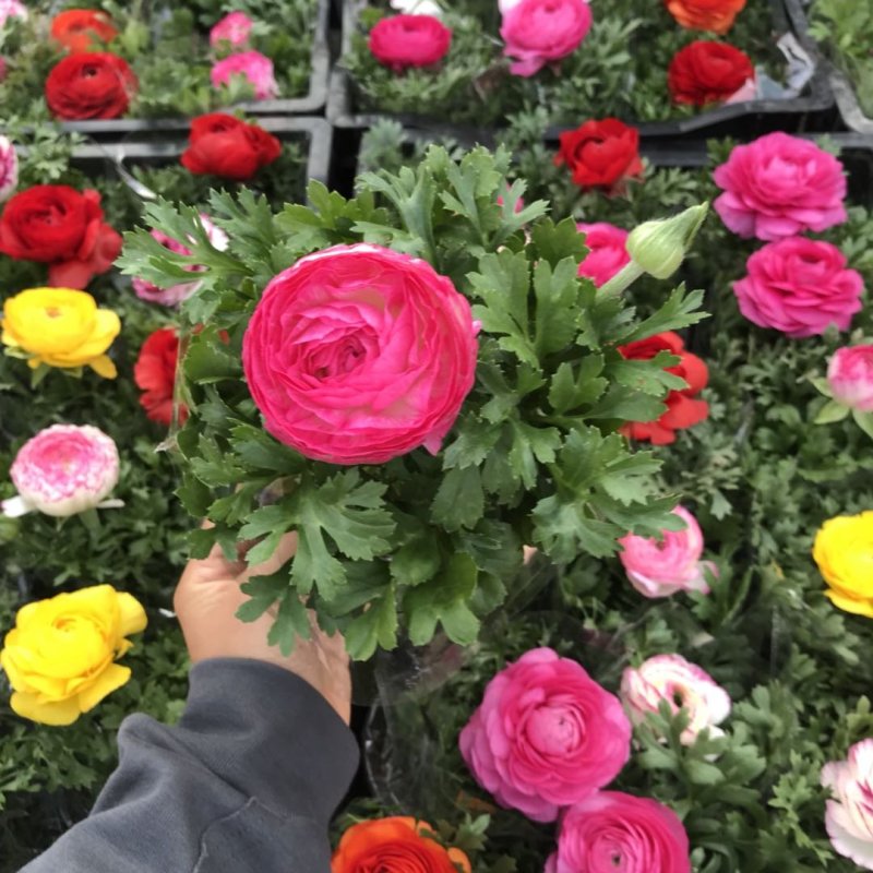 芹叶牡丹精品大量出货青州基地