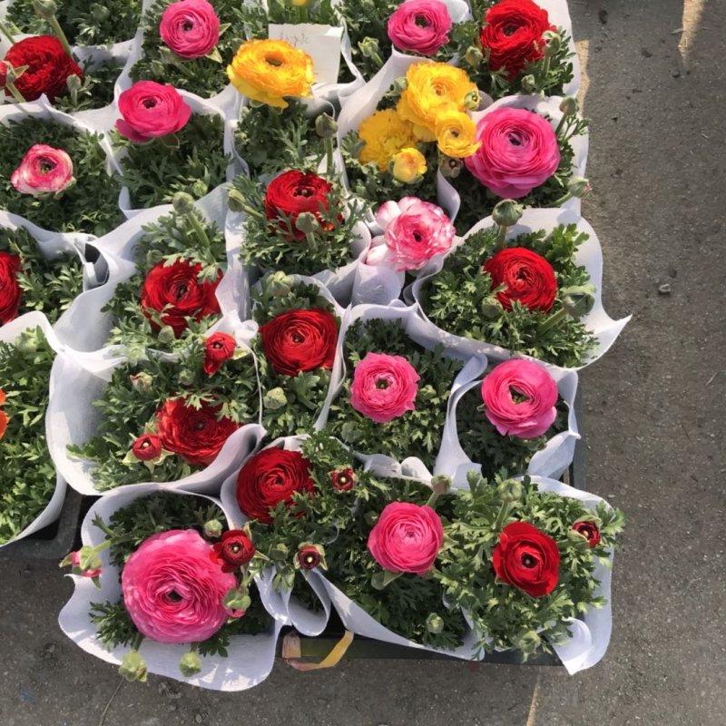 芹叶牡丹精品大量出货青州基地