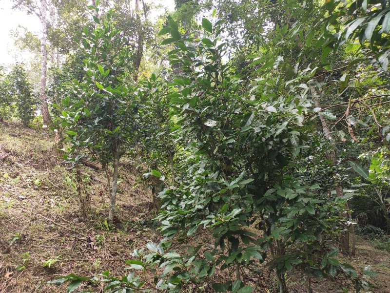 自家高山生态普洱晒红茶散茶500克包邮