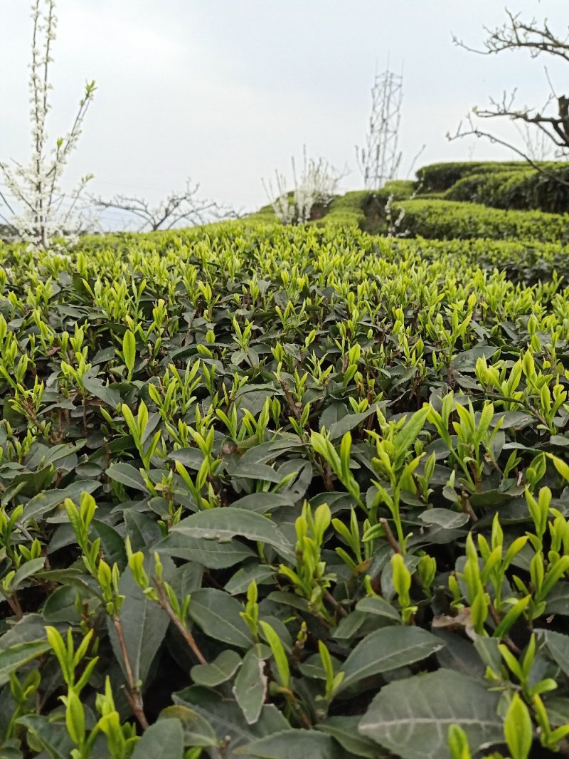 四川屏山炒青