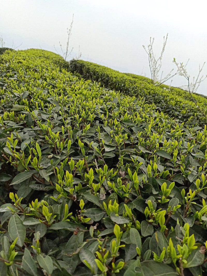 四川屏山炒青