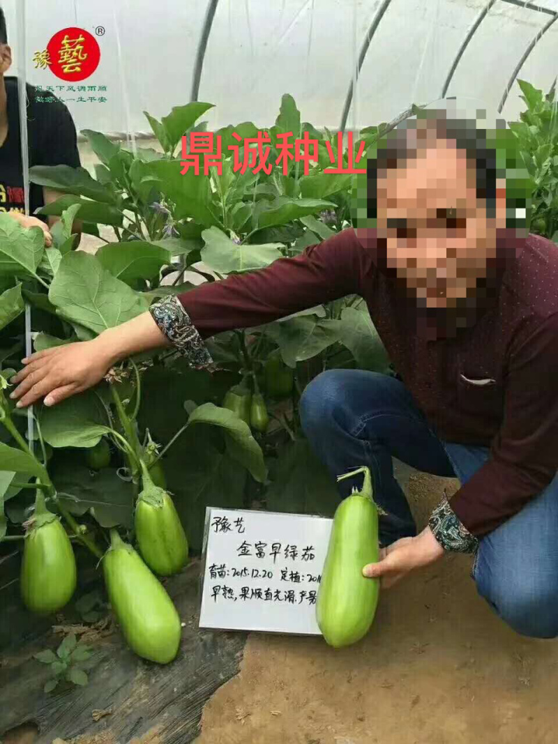 豫艺金富早绿茄青茄子