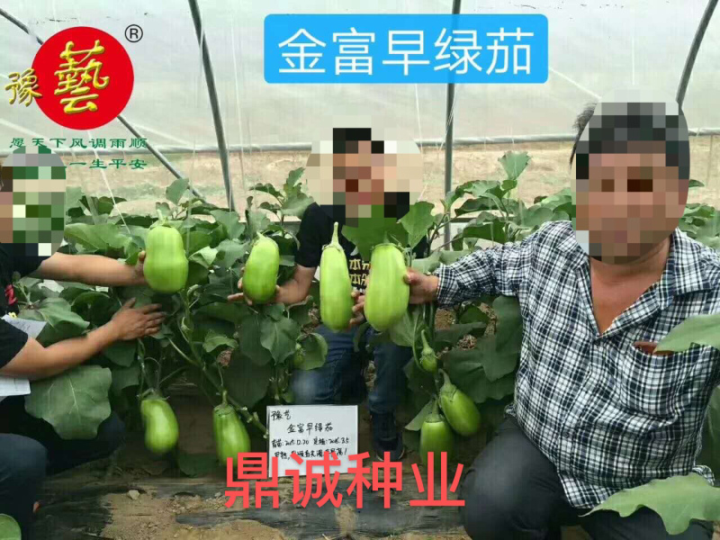豫艺金富早绿茄青茄子